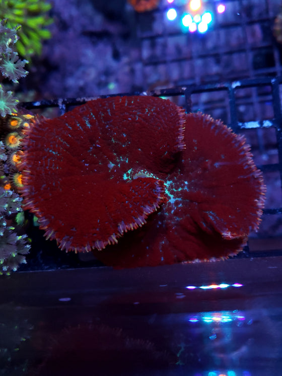 Mushroom Rhodactis Purple