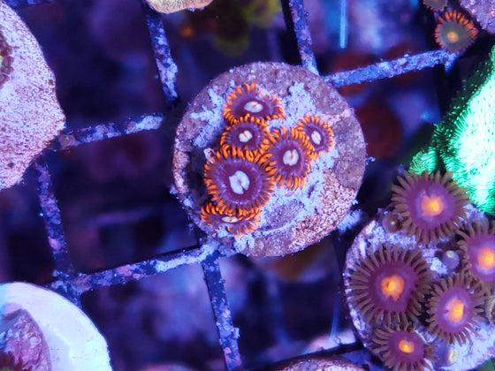 Zoa Fire and Ice