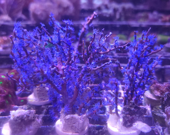 Gorgonia Blueberry