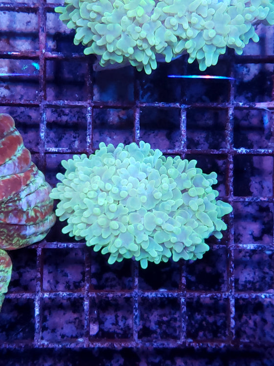 Bubble Coral Pearl 2"