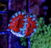 Acan Red and Blue