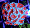 Acan Red and Blue
