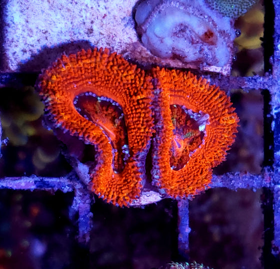 Acan Red