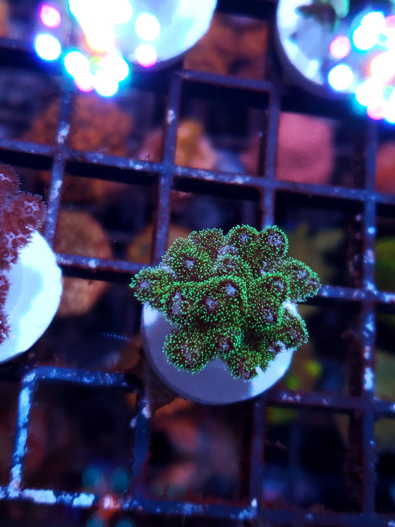 Pocillopora Aquia Horizon 1"