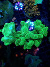 Stylophora Neon 1-2" frag