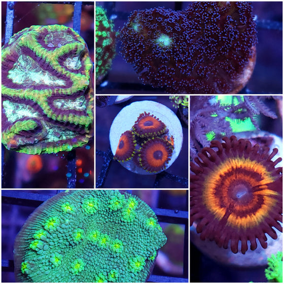 Free Beginner Level Coral for New Customers with any order