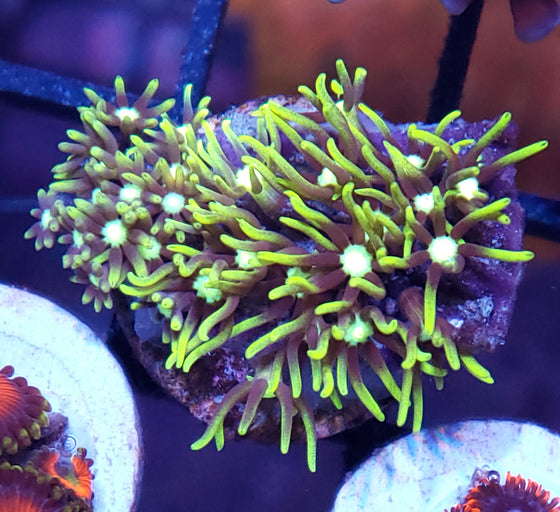 Gsp Beginner Coral