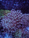 Leather Long Tentacle Toadstool Bicolor beginner coral