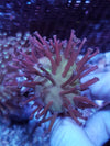 Leather Long Tentacle Toadstool Bicolor beginner coral
