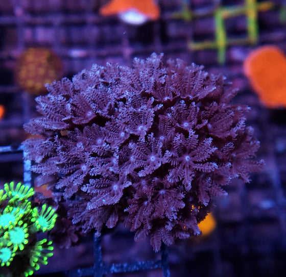 Clove Purple