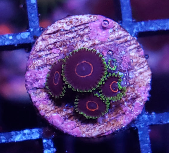 Zoa Purple Hearts 3+ polyp