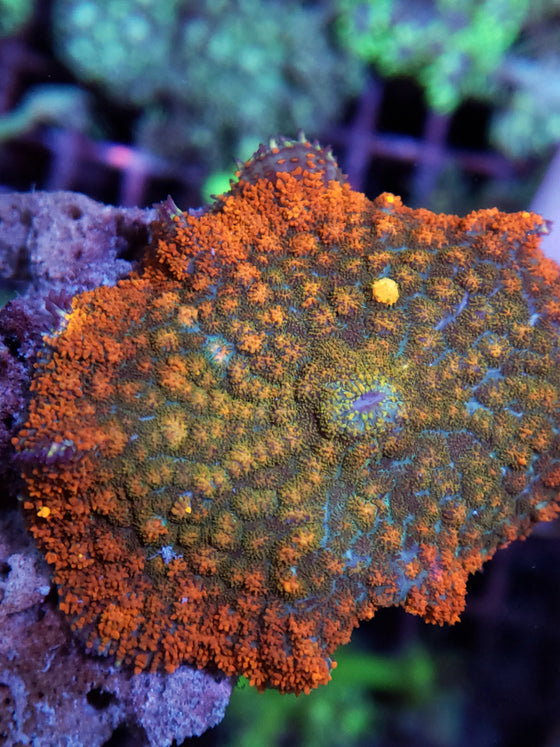 Mushroom Rhodactis Beauties 1.5"