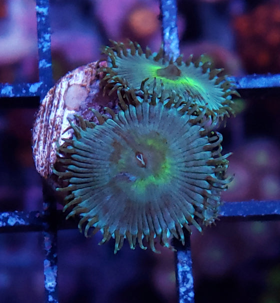 Zoa Paly Teal Mind Blown Beginner 2 polyp +