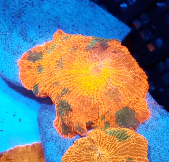 Candy crush mushroom colony live wysiwyg corals for sale online